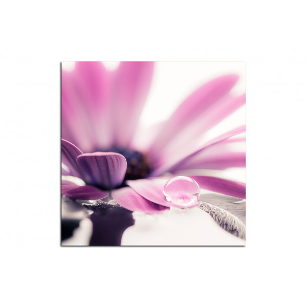 Obraz na plátně - Kapka rosy na lupenech květu - čtverec